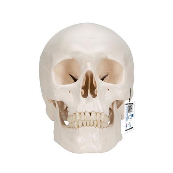 3B Scientific Classic-Skull with Brain, 8 part - w/ 3B Smart Anatomy 1020162